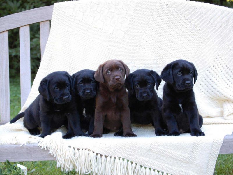 Bello Labrador , Maschio e femmina,