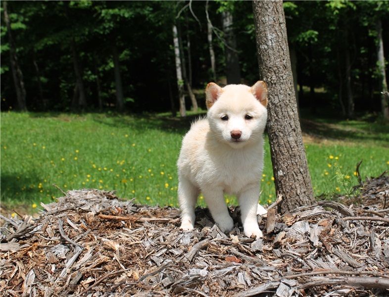 Regalo Cuccioli di Shiba inu  in pronta consegna
