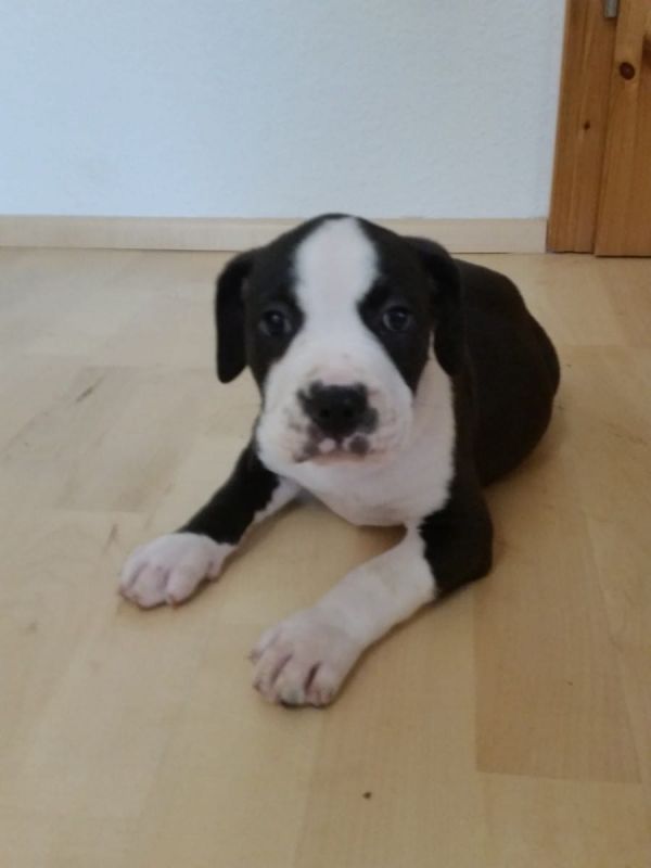   cuccioli di pitbull  ( per regalo )