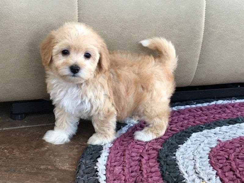  REGALO Dolci cuccioli Havanese per l'adozione abbiamo cuccioli Havanese molto felice e sorprendente