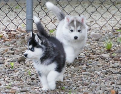 Preziosi Siberian Husky cuccioli per l'adozione