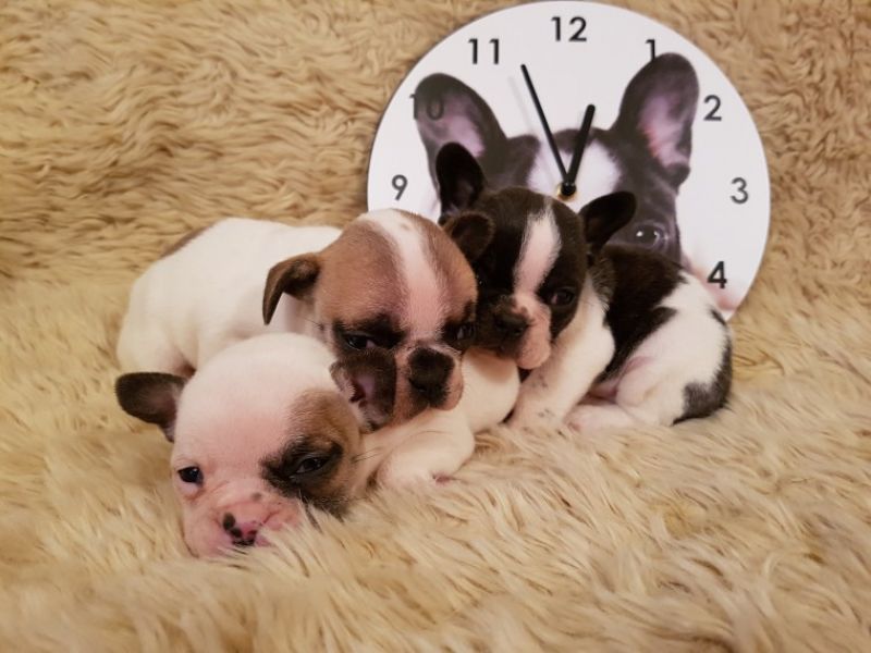 REGALO Cuccioli di Bulldog Francese