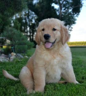   REGALO CUCCIOLI DI GOLDEN RETRIEVER DISPONIBILI CONTATTACI SUBITO  Disponibili subito 2 splendidi 