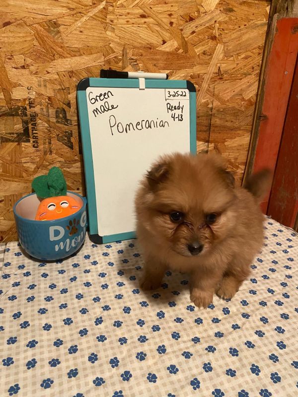 Bellissimi cuccioli di Volpino Pomerania E-MAIL  (marieiris783@gmail.com)
