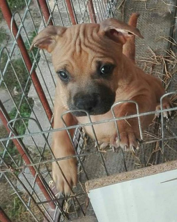American pitbull terrier'.