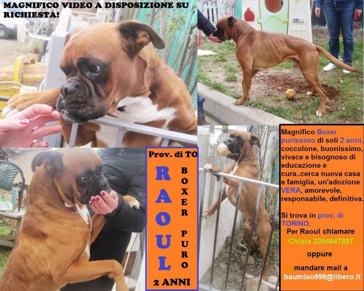TO: Raoul, MAGNIFICO E REGALE BOXER PURO di soli 2anni cerca nuova casa
