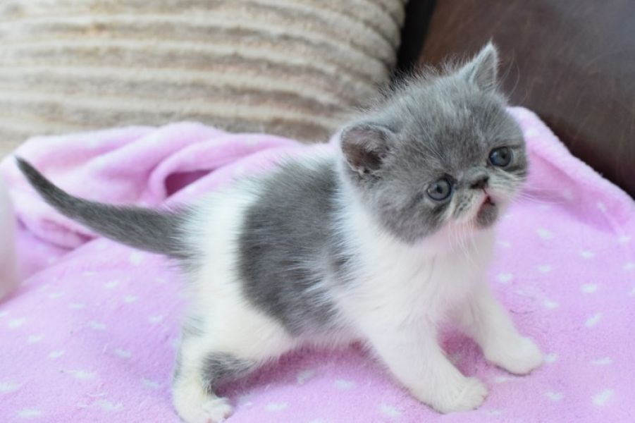 Regalo Gattini Exotic in cerca di famiglia