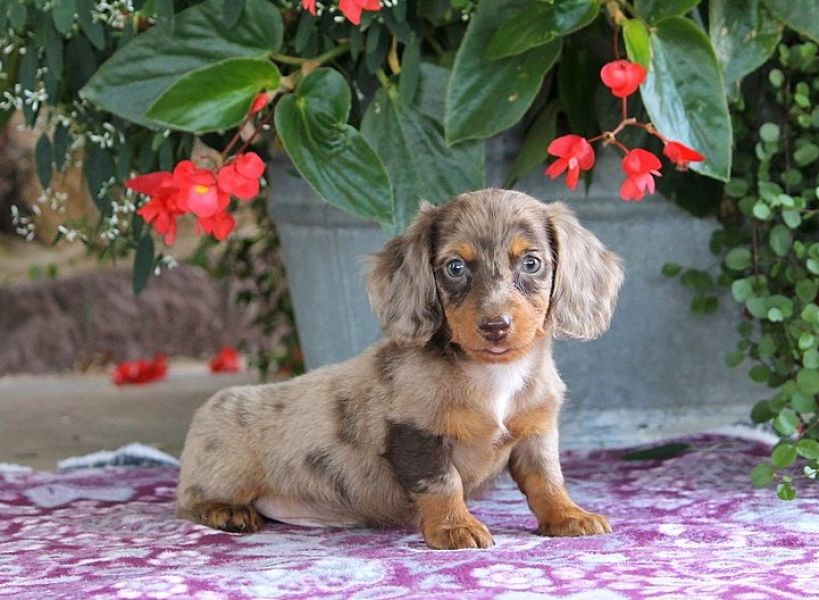 Regalo Cuccioli di bassotti in pronta consegna