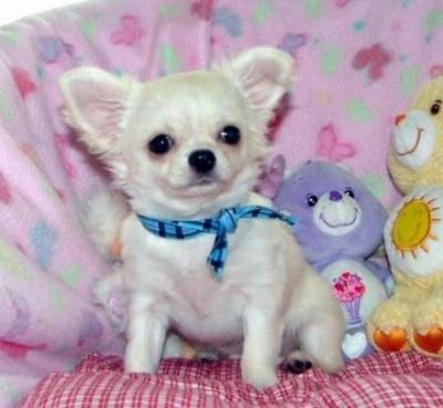 Regalo chihuahua con pedigree