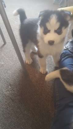 Regalo cuccioli di Siberian Husky