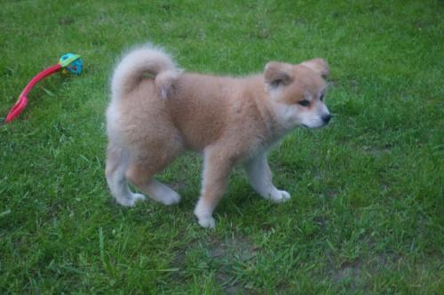  ~~~bellissimi cuccioli di akita inu REGALO.  bellissimi cuccioli di akita inu di circa 3 mesi con i