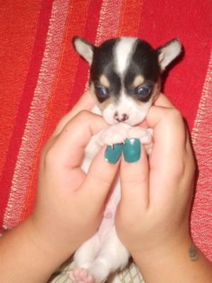 CUCCIOLO DI CHIHUAHUA 750 EURO