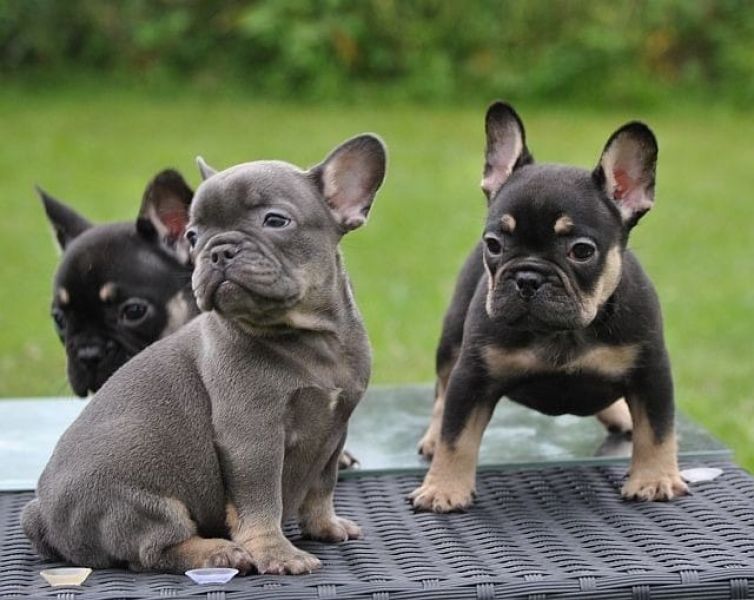 cuccioli di Bulldog Francese  ( Gratis )