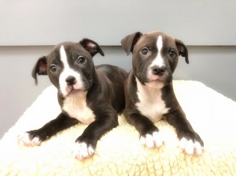 Regalo Cucciolo di pitbull in pronta consegna
