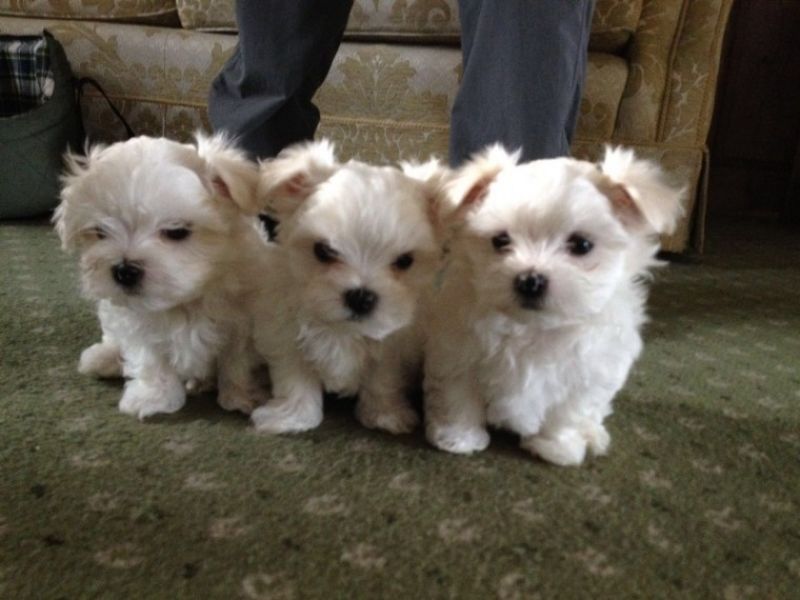Disponibili cuccioli Maltese.