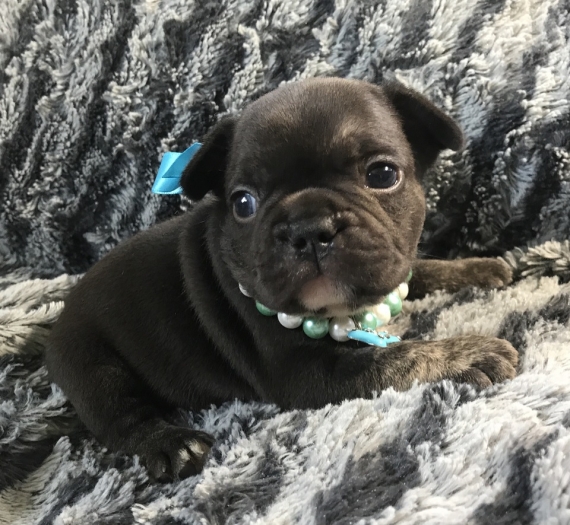 Disponibili cuccioli di Bulldog francese maschi e femmine in regalo.