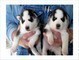 Cuccioli Siberian Husky!!