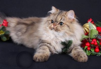 Ombreggiato  d'oro persiano gattino in vendita 
