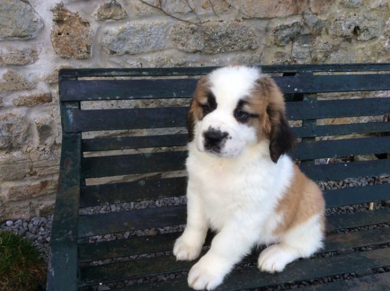 Regalo adorabili cuccioli san bernardo femminucce e maschietti disponibili