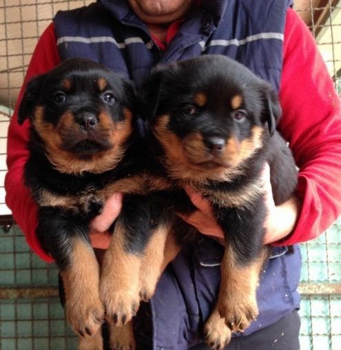 Regalo Rottweiller cuccioli tutti miei nati in casa da genitori sempre di mia propriet� e tranquilla