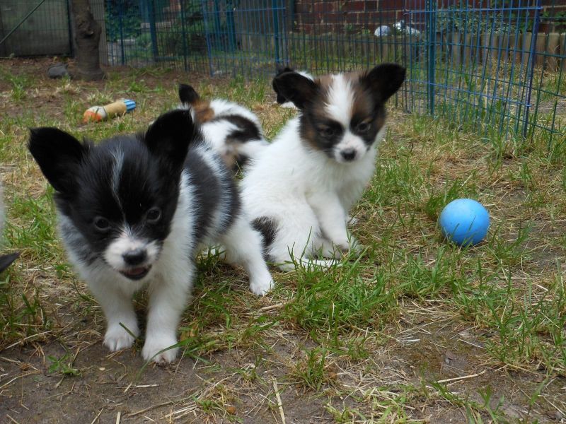 Cuccioli di papillon  ( per regalo )