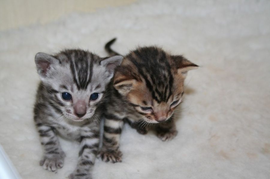 Bellissimi cuccioli bengala disponibili  in regalo