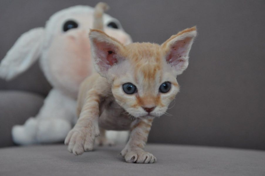  gattini Devon rex   per adozione ( maschio e femmina )