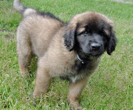 Leonberger cuccioli per l'adozione