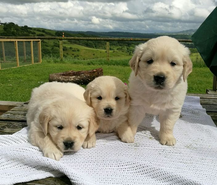 Regalo Cuccioli di Golden retriever in pronta consegna i cuccioli verranno Dato dopo 90 giorni dalla