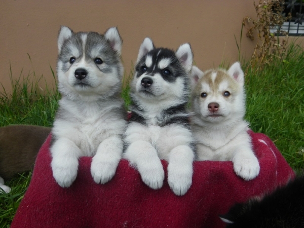 Regalo cuccioli Siberian Husky Maschio e Femmina Abbiamo disponibili