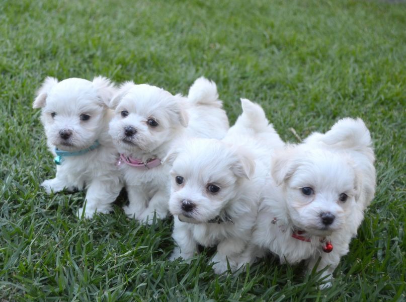 Fantastici cuccioli Maltese t-cup disponibili