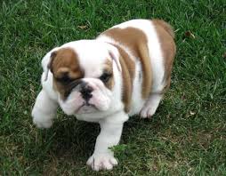 Abbiamo disponibili cuccioli di bulldog