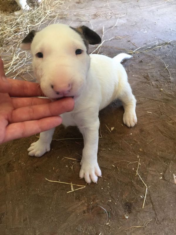  cuccioli di bull terrier  per adozione ( regalo  )
