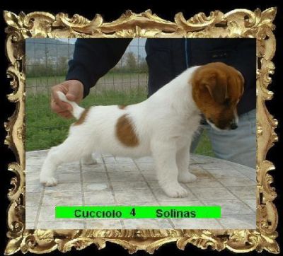 jack russell terrier cuccioli roi pelo raso linea australiana