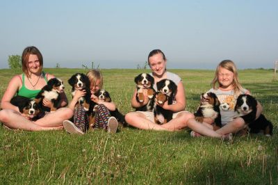 cuccioli di Bovaro del bernese