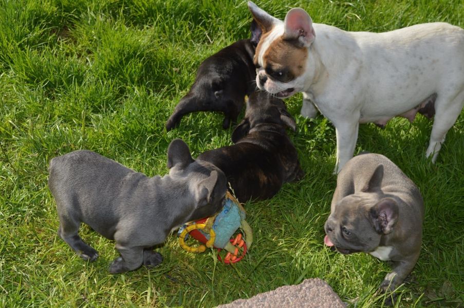  regalo cuccioli di Bulldog Francese disponibili per l'adozione