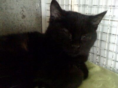 Micio Padme' cerca famiglia