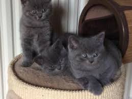BRITISH SHORTHAIR,  (IN REGALO) Disponibili subito bellissimi gattini british