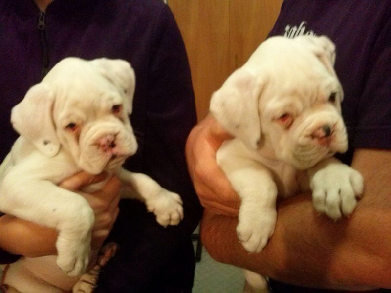 Cuccioli di Boxer ( per regalo )