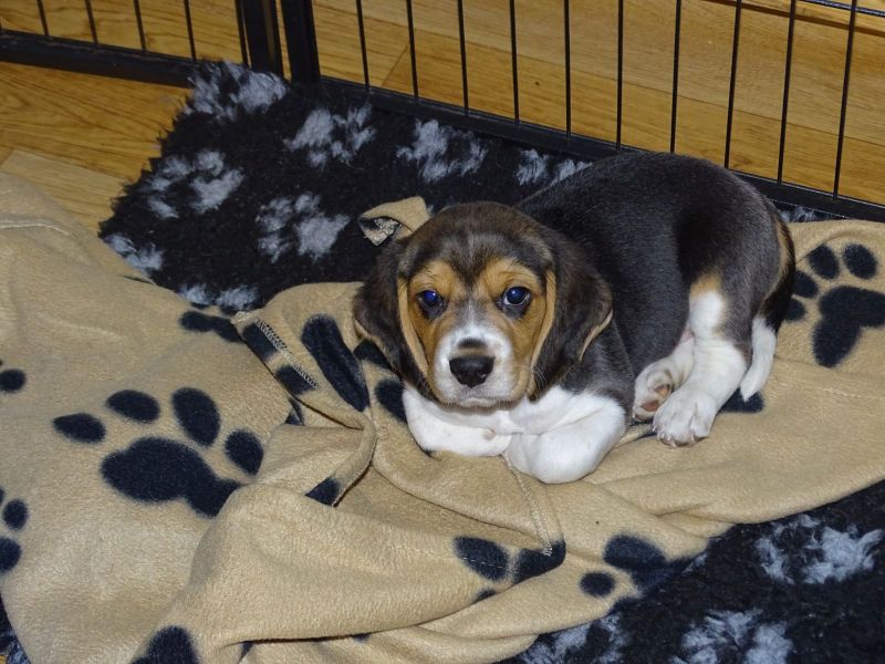  cuccioli di beagle  per adozione ( maschio e femmina )