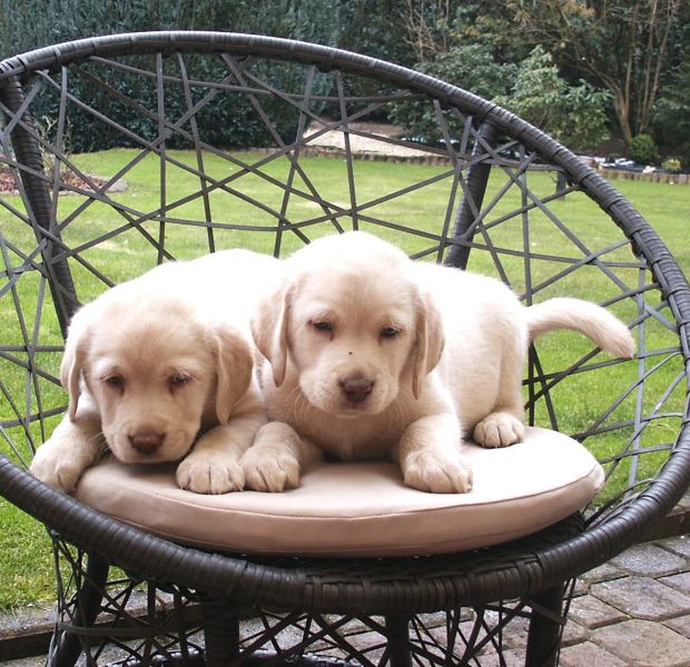Cuccioli di labrador  per adozione ( maschio e femmina )