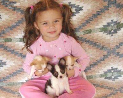 due cuccioli chihuahua adorabile pronti per l'adozione.