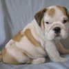 Sani Cuccioli Bulldog inglese Disponibili per Natale