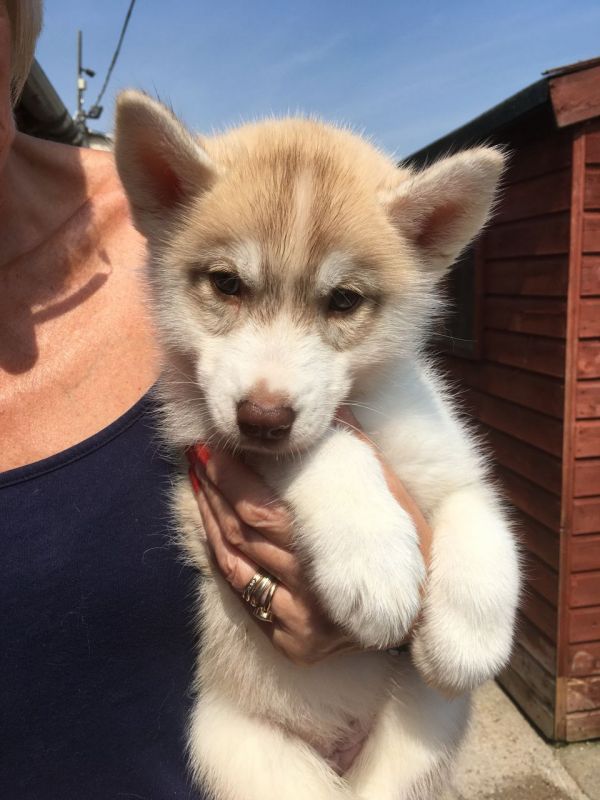 Regalo Husky Disponiamo di una cucciolata di Husky, i cuccioli verranno Dato dopo 90 giorni dalla na