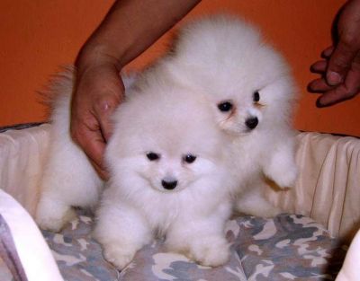 Volpino spitz della pomerania