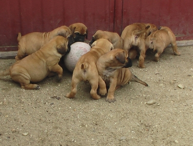 cucioli di bullmastiff