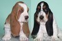 Cuccioli di bassethound disponibili  Cuccioli di bassethound disponibili