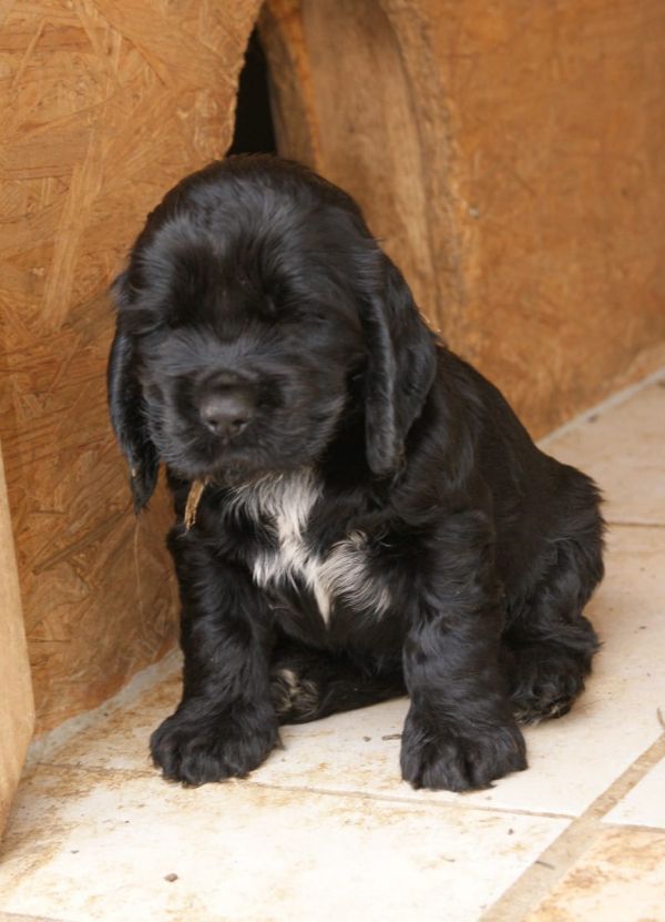  cuccioli di cocker-spaniel   per adozione ( regalo  )
