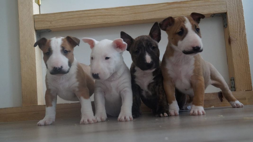  regalo cuccioli di bull terrier disponibili per l'adozione