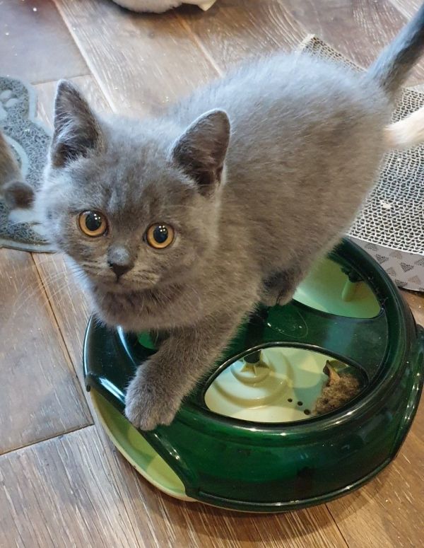 Cuccioli British Shorthair maschio e femmina